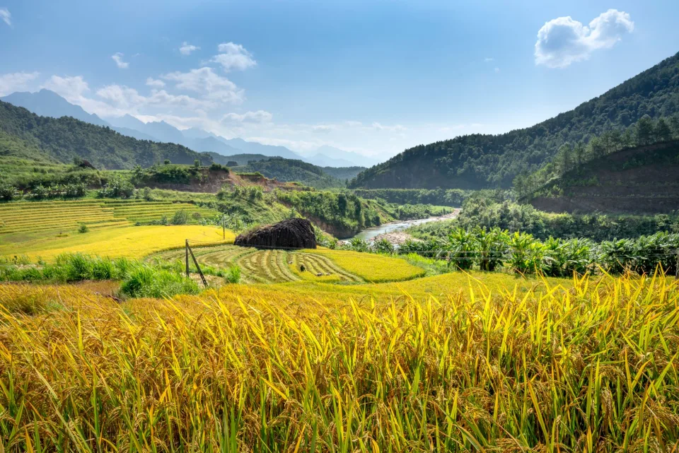 Xe giao gạo